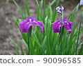 Iris 90096585