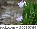 Iris 90096586
