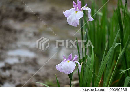 鳶尾花 90096586