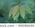 Green leaf 90096690