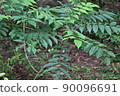 Green leaf 90096691