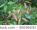 Green leaf 90096692