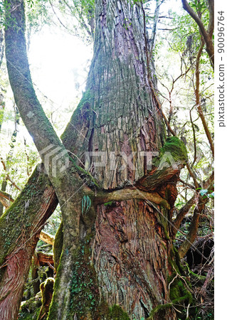 Yakusugi in Yakusugi Land, a primeval forest on Yakushima 90096764