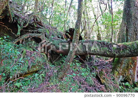 Yakusugi in Yakusugi Land, a primeval forest on Yakushima 90096770