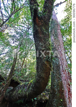 Yakusugi in Yakusugi Land, a primeval forest on Yakushima Yakusugi in Yakusugi Land, a primeval forest on Yakushima 90096776