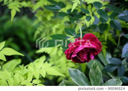 花壇裡孤獨的一朵紅玫瑰 90096824