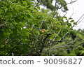 plum	 90096827