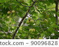 plum	 90096828