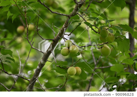 plum plum 90096828