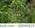 plum	 90096829