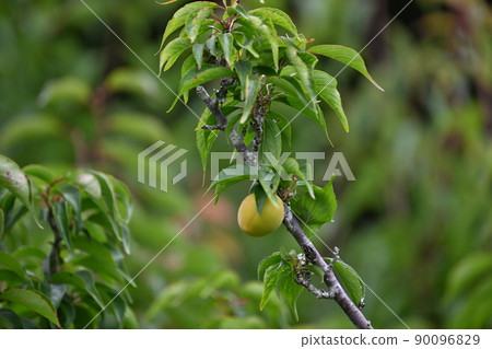 plum plum 90096829
