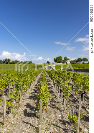 Typical vineyards near Chateau Pichon Longueville Comtesse de Lalande, Bordeaux, Aquitaine, France Typical vineyards near Chateau Pichon Longueville Comtesse de Lalande, Bordeaux, Aquitaine, France 90096835