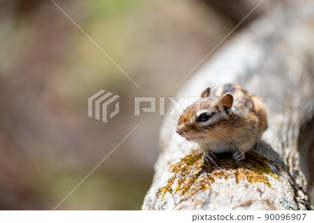 北海道特有物種蝦夷花栗鼠早春在倒下的樹上曬太陽 90096907