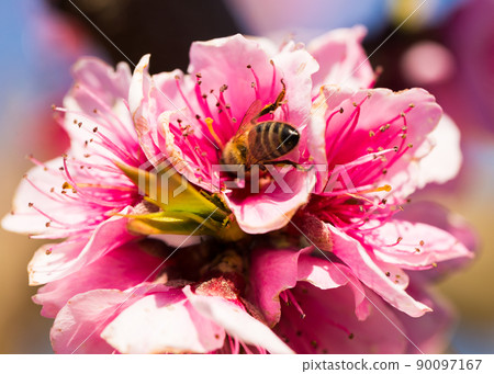 macro image of a bee on peach blossom 90097167