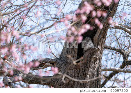 Ezo owl quietly standing in a tree hollow surrounded by cherry blossoms 90097200
