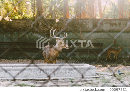 A Barking Deer in a park. View through fence. Animals in captivity. A Barking Deer in a park. View through fence. Animals in captivity. 90097381