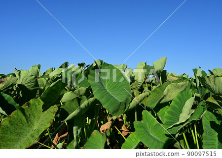 Taro leaves and blue sky Taro leaves and blue sky 90097515
