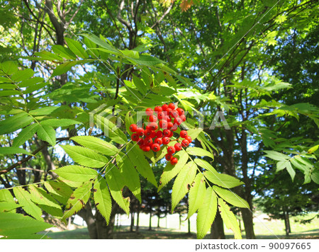 Red fruit of Nanakamado Red fruit of Nanakamado 90097665