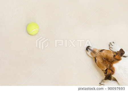 View from top on dog lying on floor and looking at tennis ball 90097693