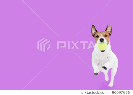 Funny dog playing and running towards camera retrives tennis ball on solid color background 90097696