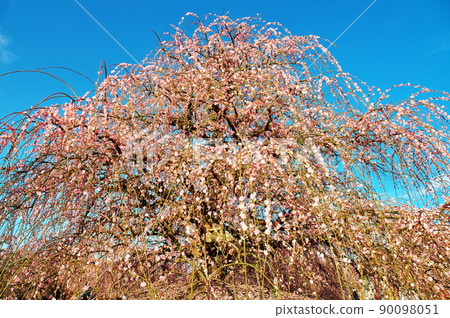 早春的鈴鹿森林花園與美麗的垂枝梅 早春的鈴鹿森林花園與美麗的垂枝梅 90098051