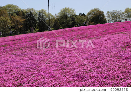 Shiba Zakura Park 90098358