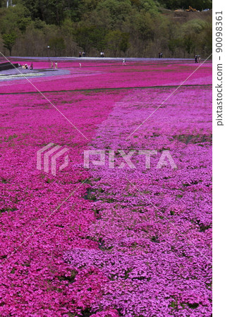 Shiba Zakura Park 90098361