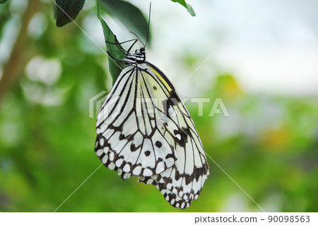 Flying fluffy and taking a rest, butterflies seem weakly seeking nectar Flying fluffy and taking a rest, butterflies seem weakly seeking nectar 90098563