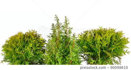 Cypress and thuja in flowerpot pot isolated on white. Place for your text. Wide photo. Cypress and thuja in flowerpot pot isolated on white. Place for your text. Wide photo. 90098610