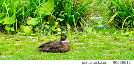 Duck rests on a green lawn on the lake shore on a sunny day. Wide photo. 90098612