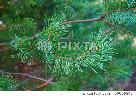 The branches of green pine close-up. Spruce needles. Background of Christmas tree branches. The branches of green pine close-up. Spruce needles. Background of Christmas tree branches. 90099842