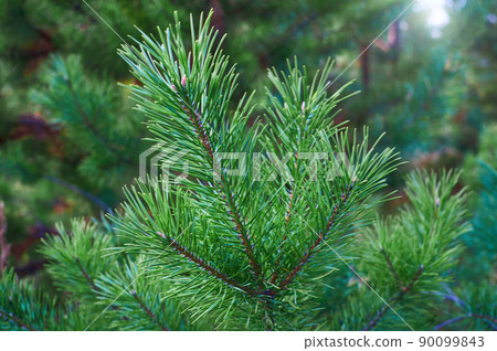 The branches of green pine close-up. Spruce needles. Background of Christmas tree branches. The branches of green pine close-up. Spruce needles. Background of Christmas tree branches. 90099843