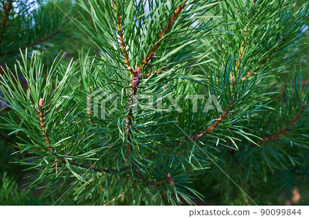 The branches of green pine close-up. Spruce needles. Background of Christmas tree branches. The branches of green pine close-up. Spruce needles. Background of Christmas tree branches. 90099844