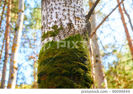 Old tree in the forest with growing moss on the trunk. Old tree in the forest with growing moss on the trunk. 90099849