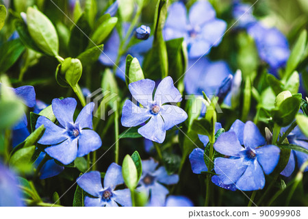 Vinca minor, Common periwinkle, Myrtle - ground cover plant with blue flowers 90099908