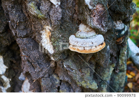 Old dead birch in the forest with a mushroom growing. Old dead birch in the forest with a mushroom growing. 90099978