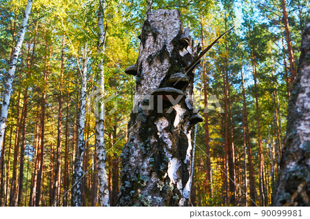 Old dead birch in the forest with a mushroom growing. Old dead birch in the forest with a mushroom growing. 90099981