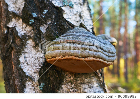 Old dead birch in the forest with a mushroom growing. Old dead birch in the forest with a mushroom growing. 90099982