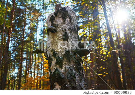 Old dead birch in the forest with a mushroom growing. Old dead birch in the forest with a mushroom growing. 90099983