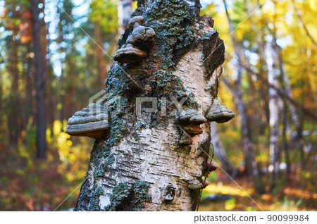 Old dead birch in the forest with a mushroom growing. Old dead birch in the forest with a mushroom growing. 90099984