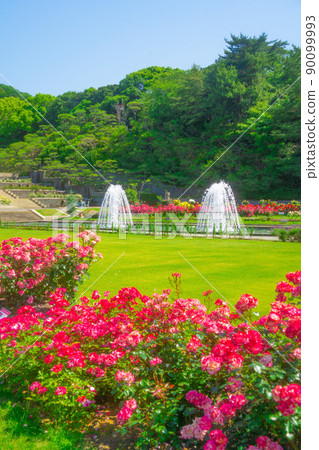 Hyogo Prefecture Suma Rikyu Park Rose Garden Hyogo Prefecture Suma Rikyu Park Rose Garden 90099993