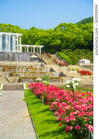 兵庫縣須磨離休公園玫瑰園 90099994