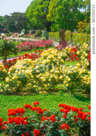 Hyogo Prefecture Suma Rikyu Park Rose Garden 90100253