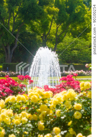 Hyogo Prefecture Suma Rikyu Park Rose Garden 90100254