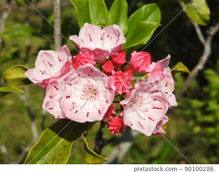 Flowers of Kalmia (American rhododendron) Flowers of Kalmia (American rhododendron) 90100286