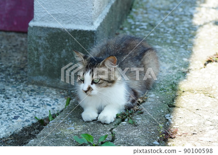 孤獨漁村的流浪貓悠閒地等到下一頓飯 孤獨漁村的流浪貓悠閒地等到下一頓飯 90100598