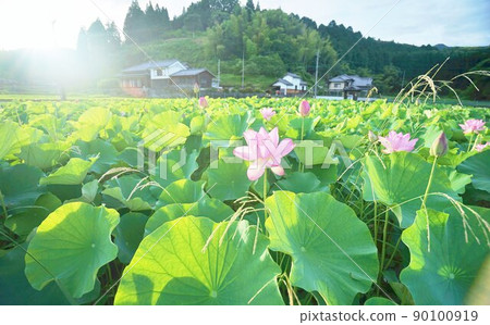 臼杵石佛蓮花蓮花 臼杵石佛蓮花蓮花 90100919