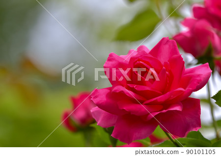 Rose (parade) Rose (parade) 90101105