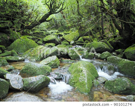 Scenery of Shiratani cloud sanctuary Scenery of Shiratani cloud sanctuary 90101274