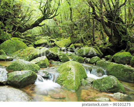 Scenery of Shiratani cloud sanctuary Scenery of Shiratani cloud sanctuary 90101275